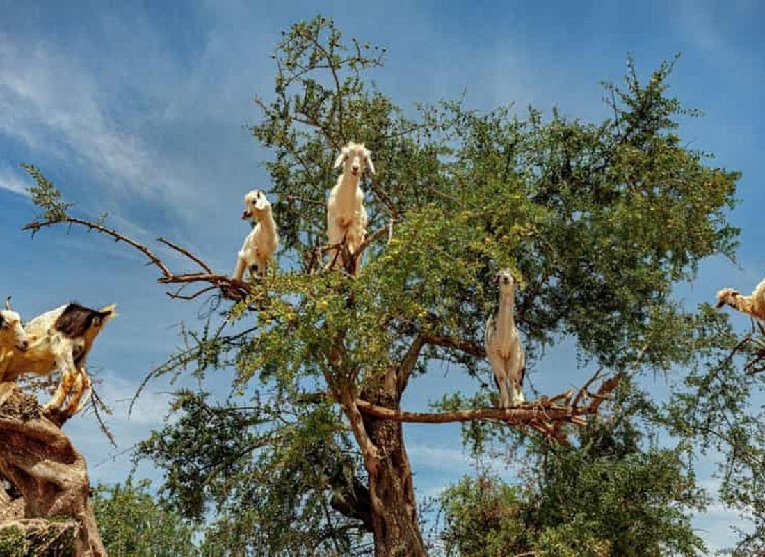 Argan Tree-Climbing Goats Tour