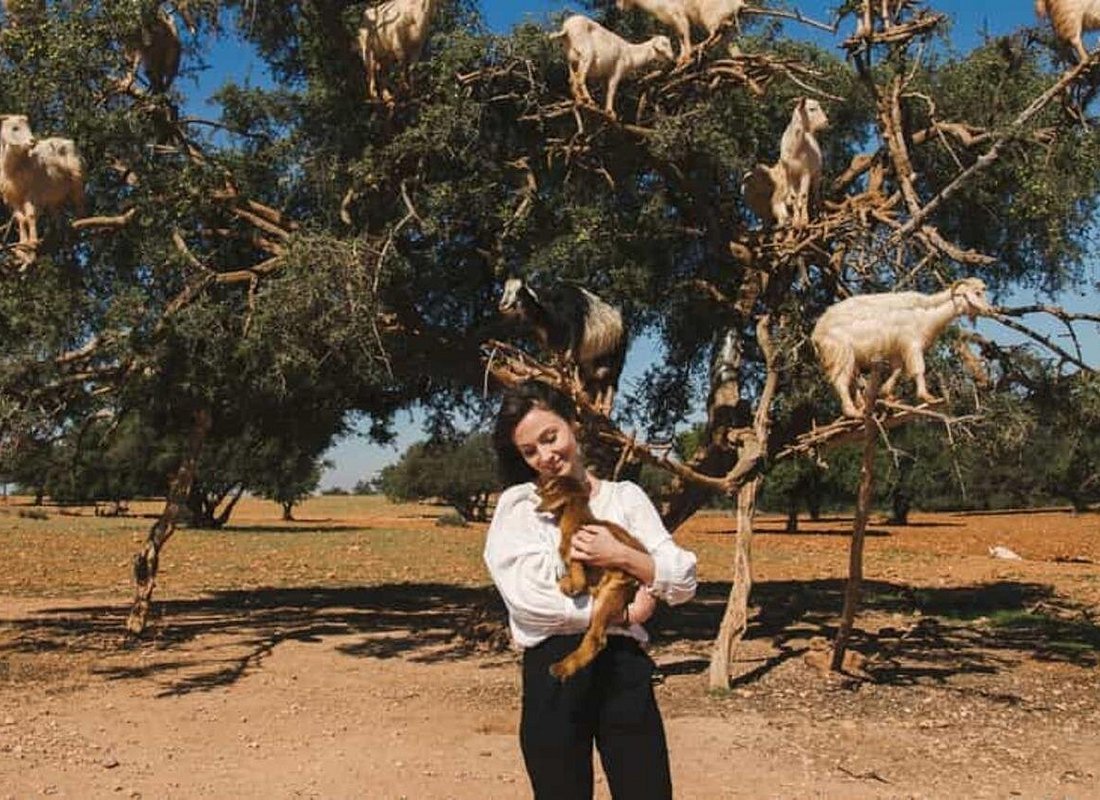 Argan Tree-Climbing Goats Tour photo 2