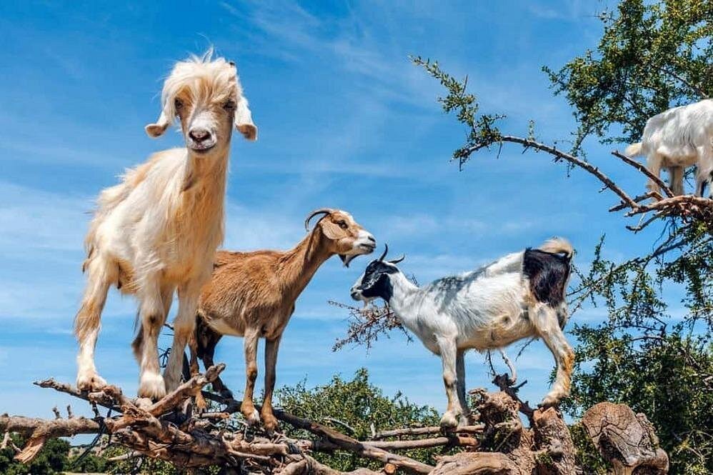 Argan Tree-Climbing Goats Tour photo 4