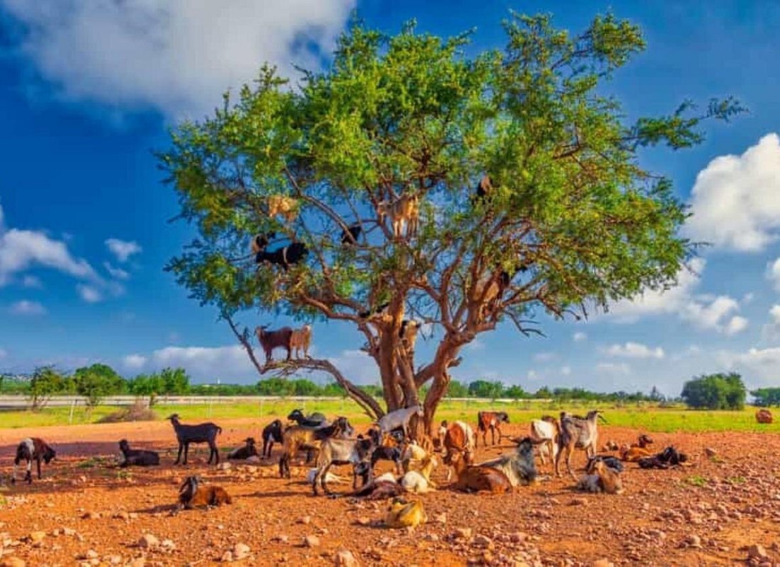 Argan Tree-Climbing Goats Tour photo 5