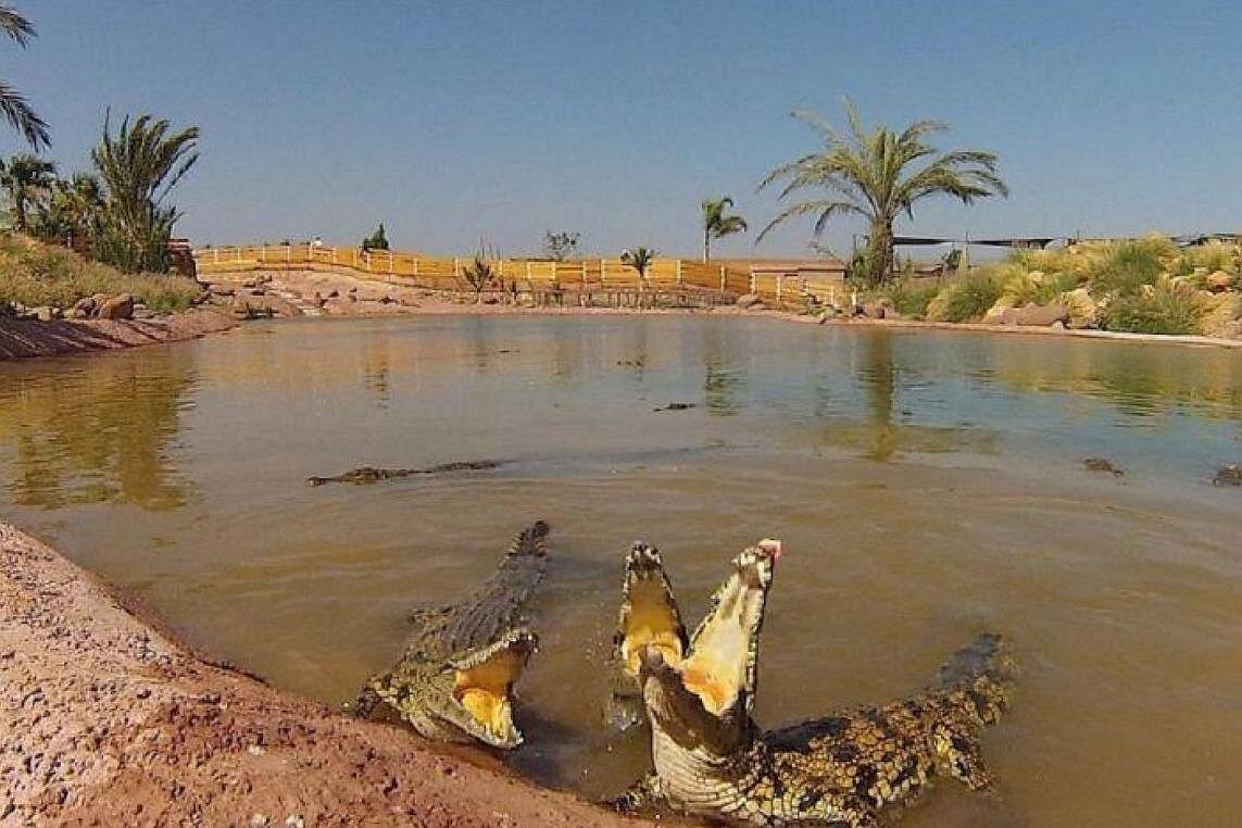 Crocoparc Agadir Visit
