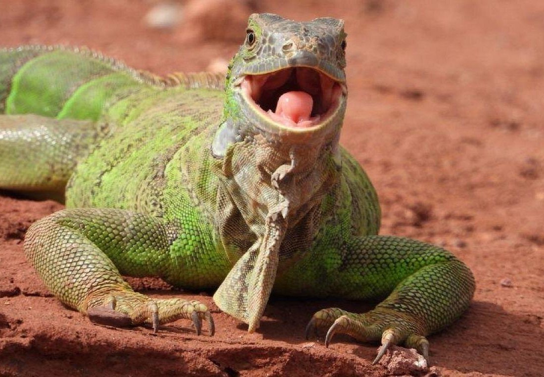 Crocoparc Agadir Visit photo 8