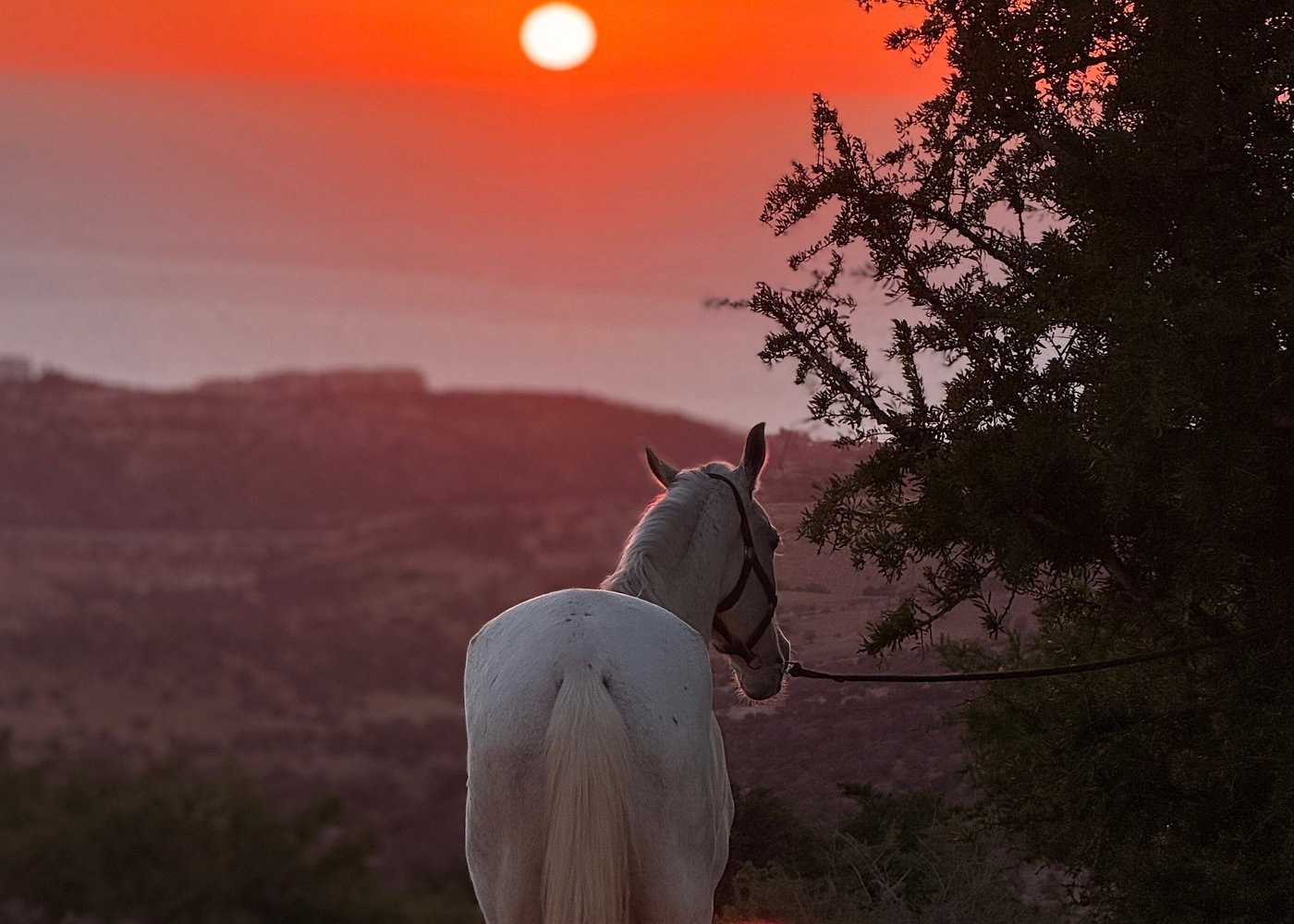 Horse Riding Experience on the Beach photo 4